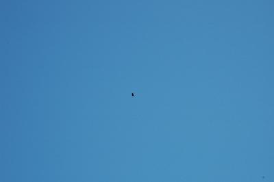 turkey vulture