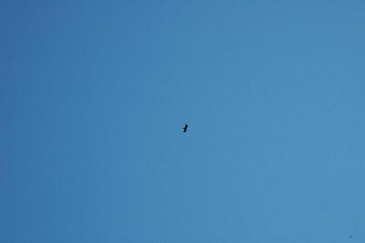 turkey vulture