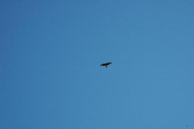 hawk