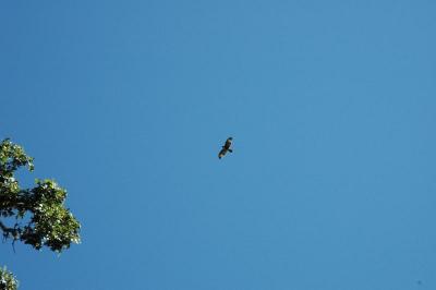 hawk