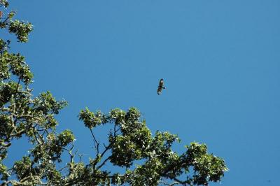 hawk