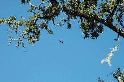 hawk