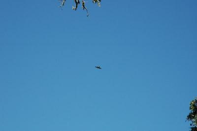hawk
