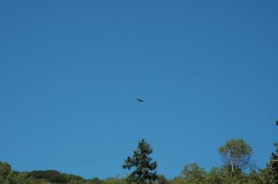 hawk