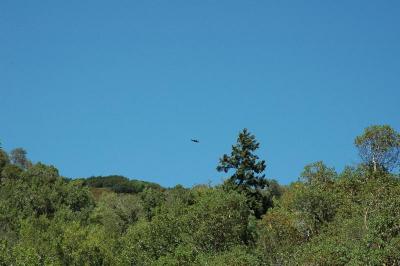 hawk