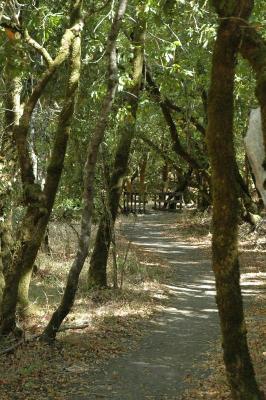 dappled trail