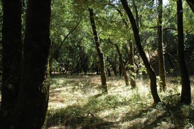 dappled trail