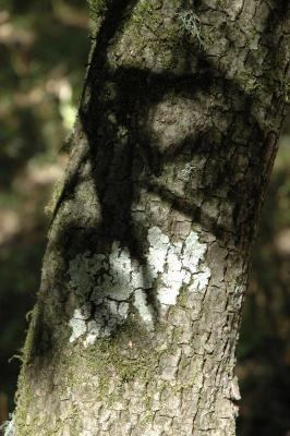 dappled tree
