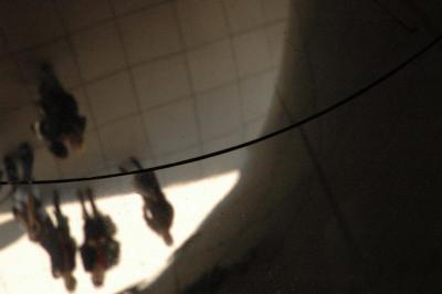 inside the Bean
