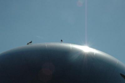 birds on the Bean