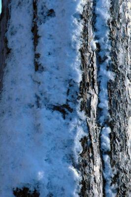 snow on tree