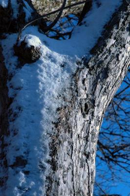 snow on tree