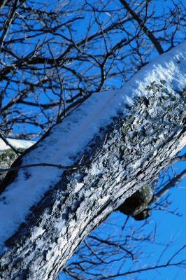 snow on tree