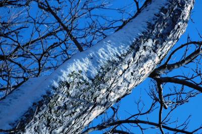 snow on tree