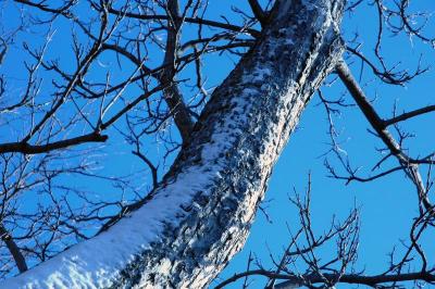 snow on tree
