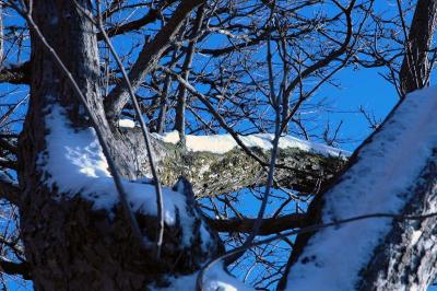 snow on tree