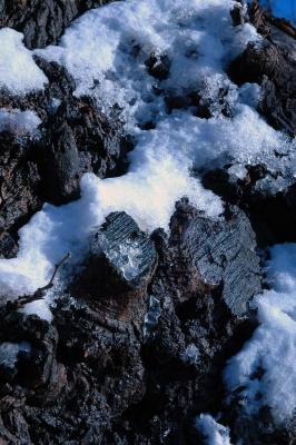snow on tree
