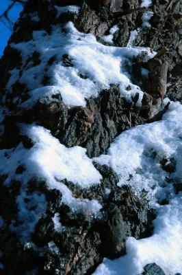 snow on tree