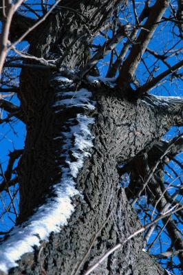 snow on tree