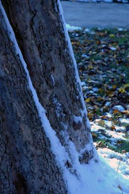 snow on tree