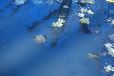 icy puddle