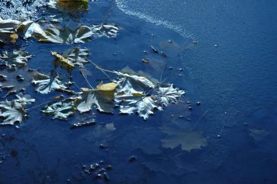 icy puddle