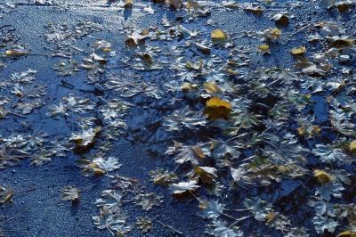 ice, snow, water, leaves