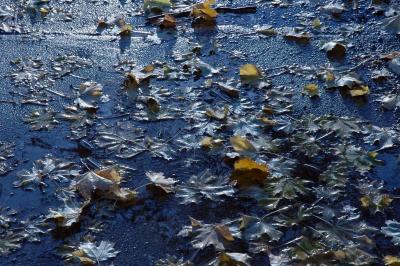 ice, snow, water, leaves