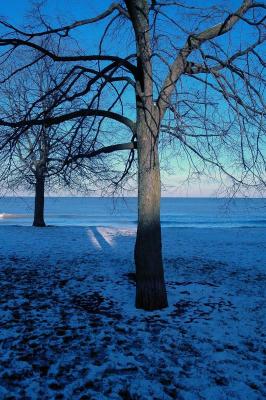tree, shadow, lake