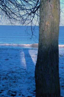 tree, shadow, lake