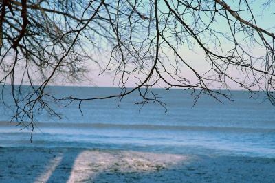 tree, shadow, lake