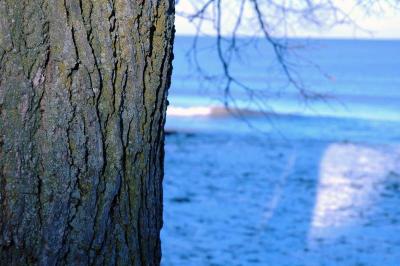 tree, shadow, lake