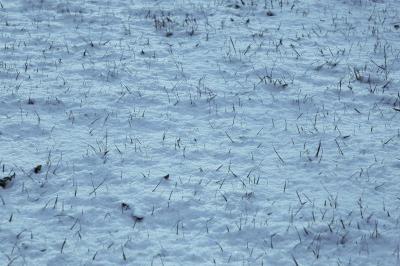 grass blades pushing up through snow
