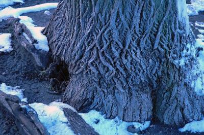 base of tree in snow