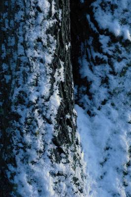snow on tree