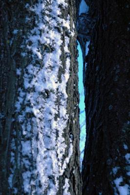 snow on tree