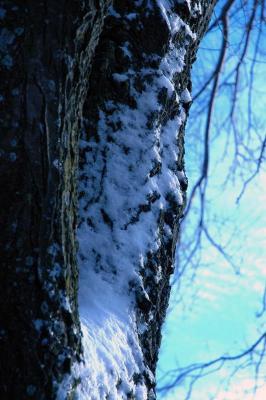 snow on tree