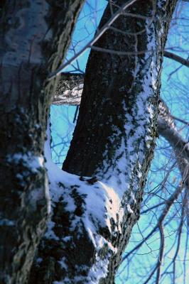 snow on tree