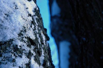 snow on tree