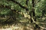 dappled tree