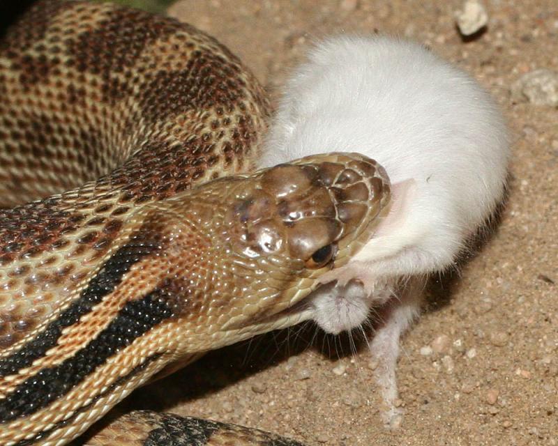 Gopher Snake