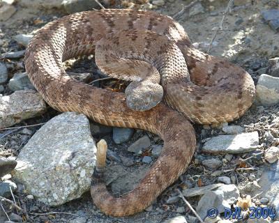 Panamint Rattlesnake, sometimes called Panamint Red Rattler