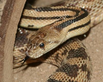 Gopher Snake