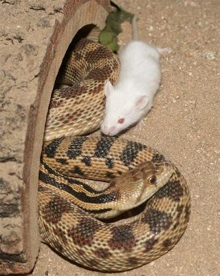 Gopher Snake