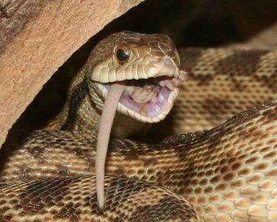 Gopher Snake