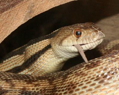 Gopher Snake