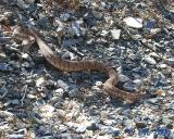 Panamint Rattlesnake, sometimes called Panamint Red Rattler