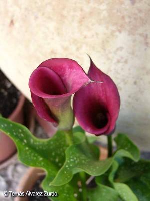 Cala rosa (Zantedeschia rehmannii)