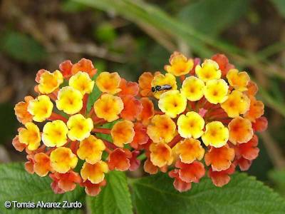 Native Lantana