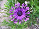 Dimorfoteca (Osteospermum ecklonis)